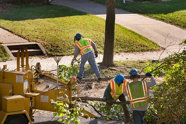 Best Storm Damage Tree Cleanup  in Libertyvle, IL