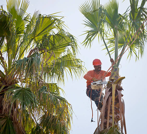 How Our Tree Care Process Works  in  Libertyville, IL