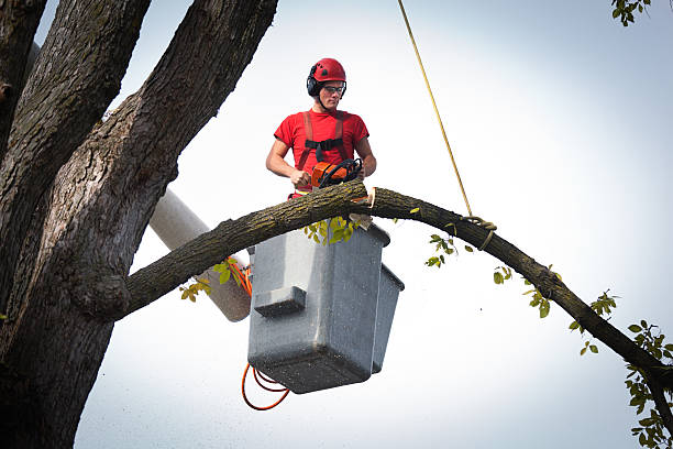 Best Fruit Tree Pruning  in Libertyvle, IL