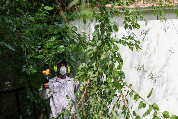 Professional Tree Services in Libertyville, IL